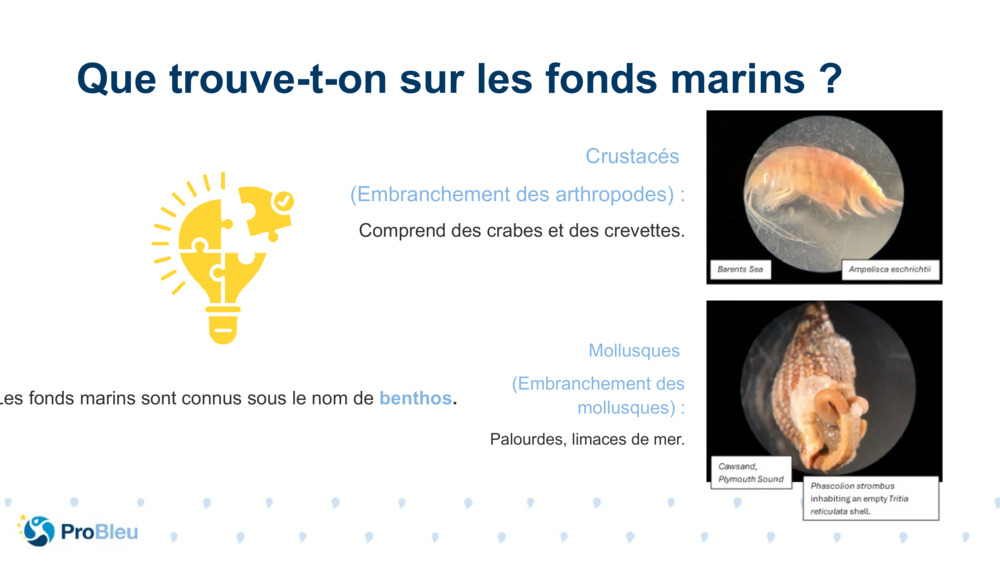 Mollusques 
