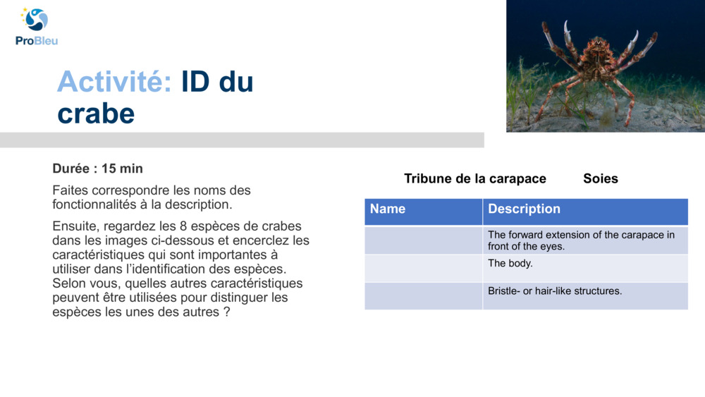 Activité: 