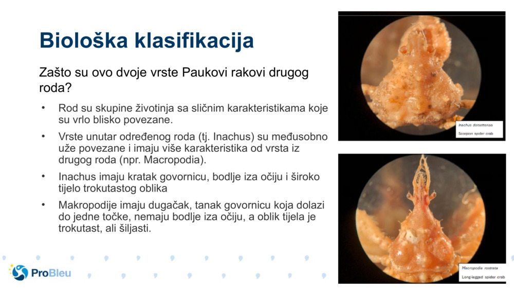 Biološka klasifikacija 