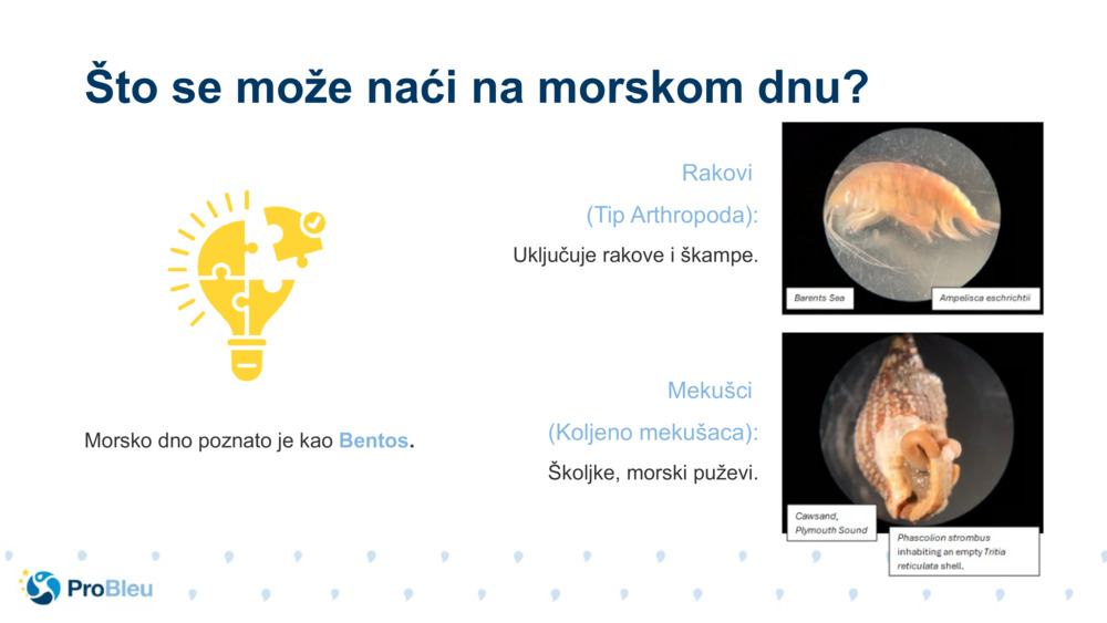 Mekušci 