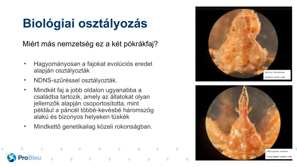Biológiai osztályozás 