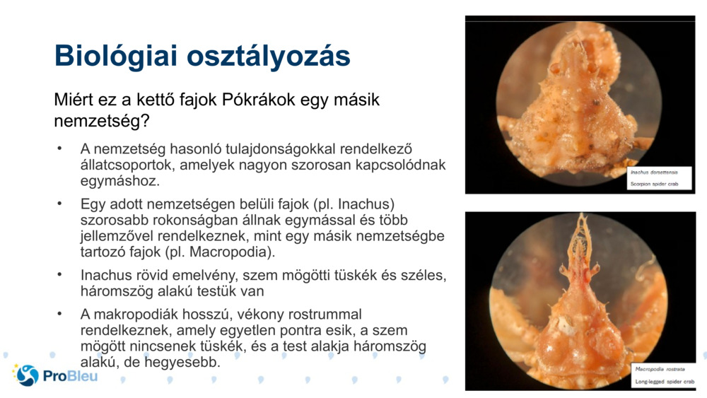 Biológiai osztályozás 