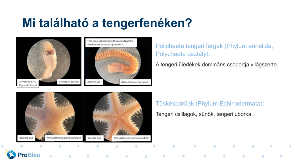 Polichaeta tengeri férgek (Phylum annelida, Polychaeta osztály):