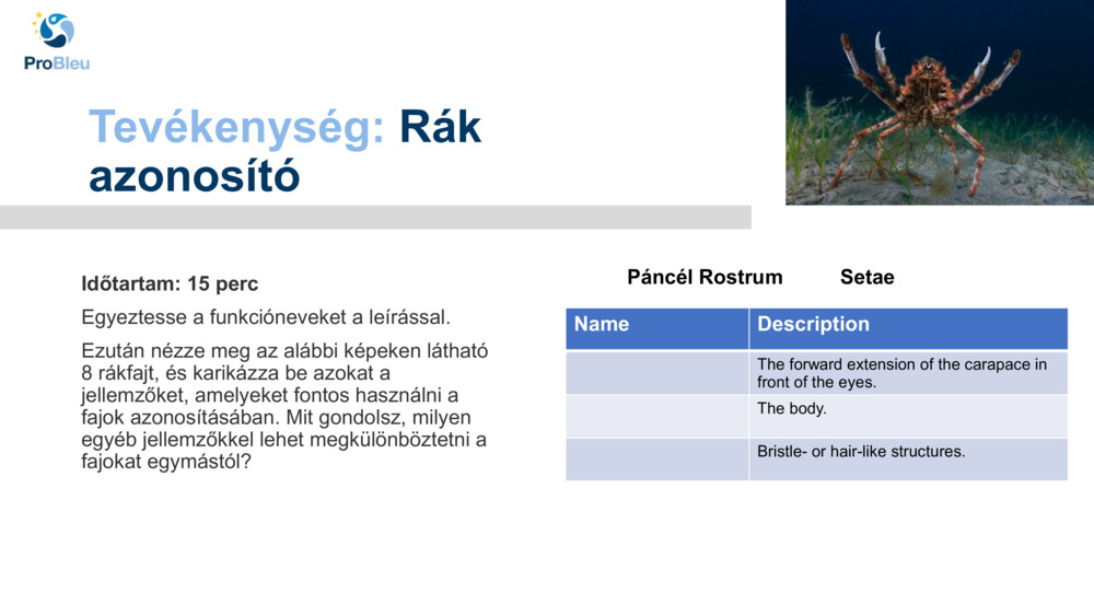 Tevékenység: 