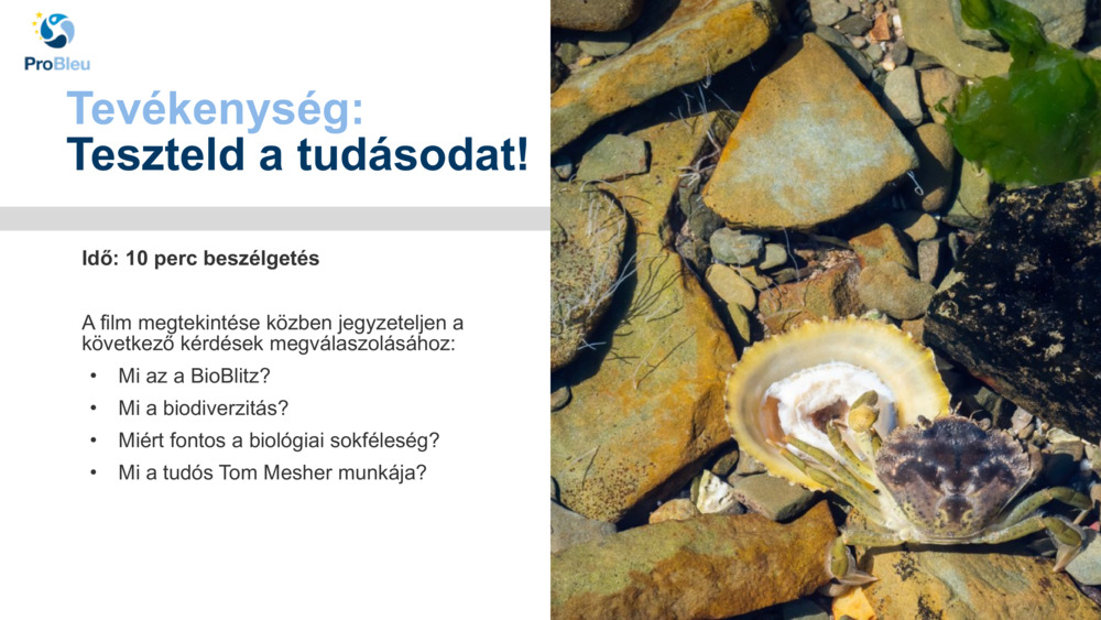 Tevékenység: 