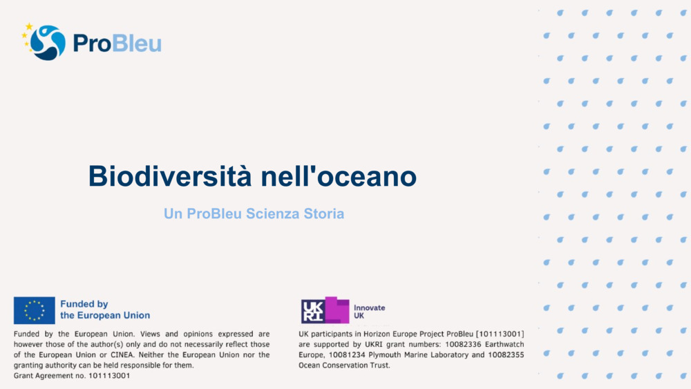 Biodiversità nell'oceano