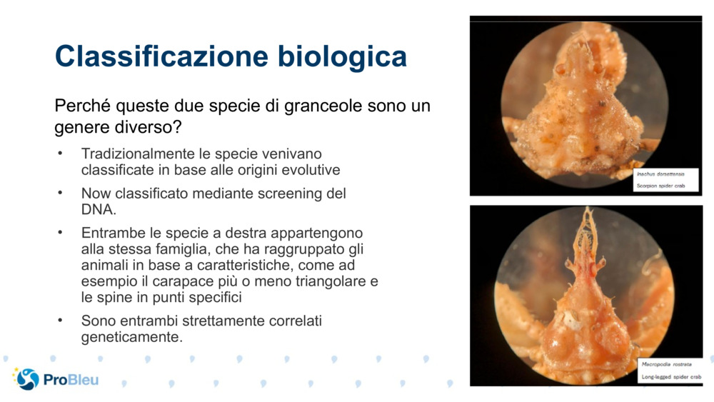Classificazione biologica 