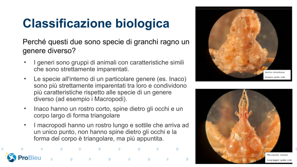 Classificazione biologica 