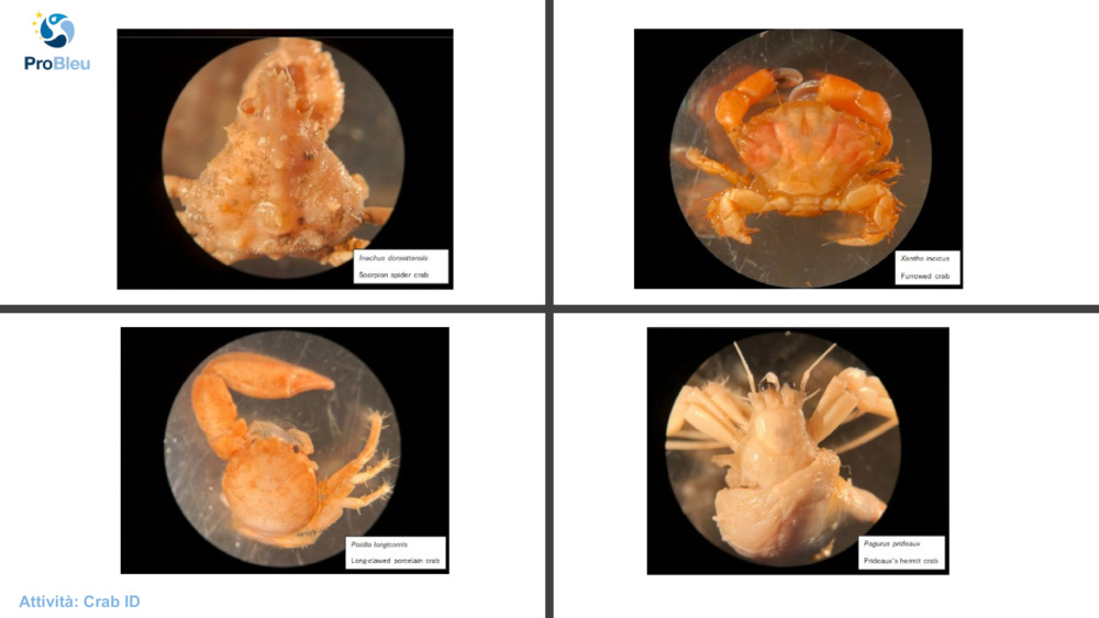 Attività: Crab ID
