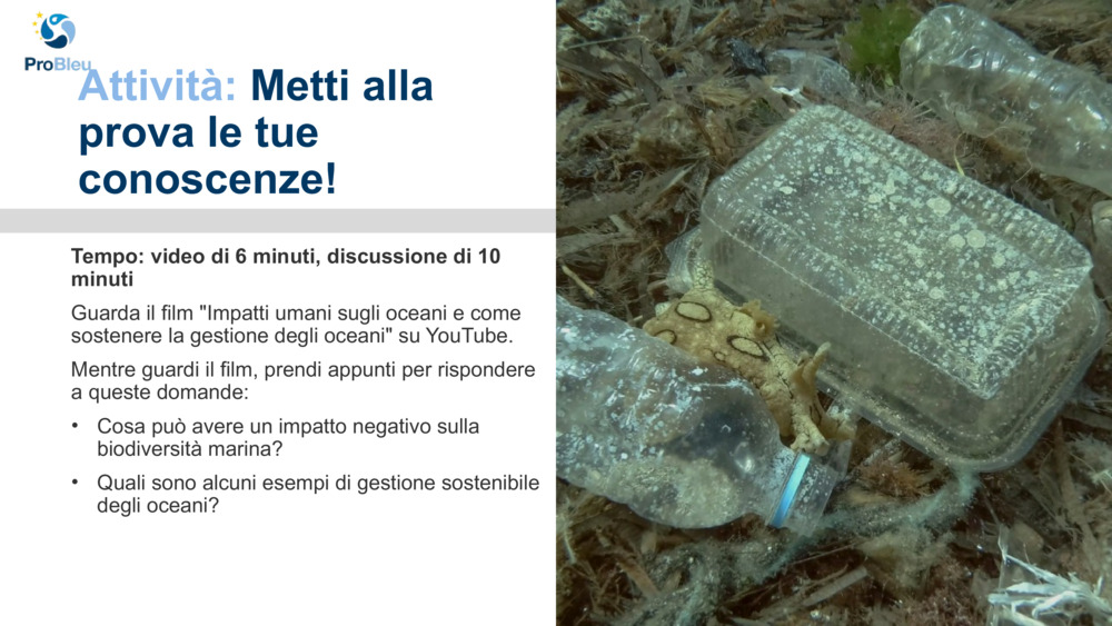 Attività: 