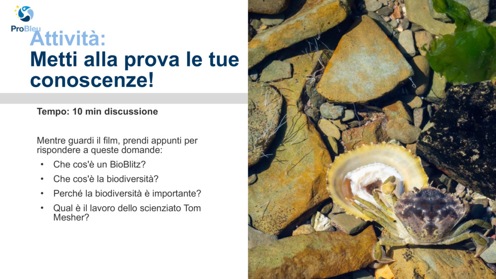Attività: 