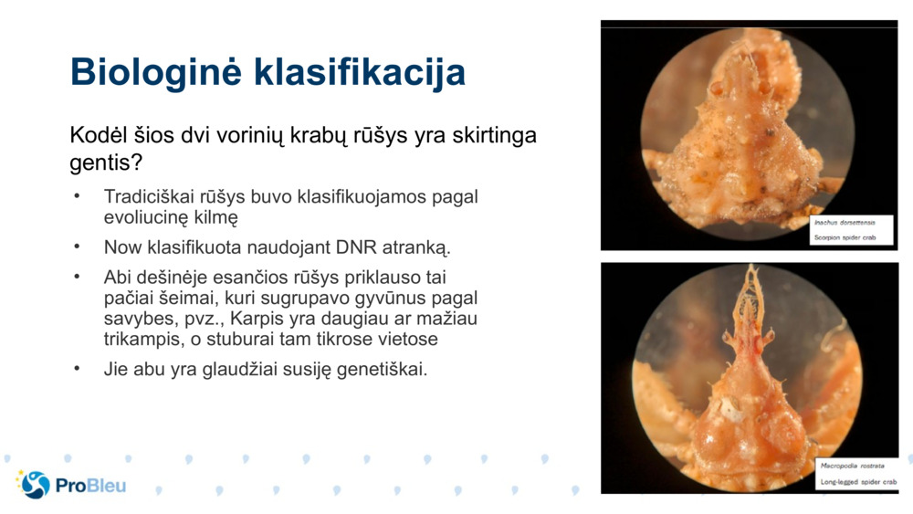 Biologinė klasifikacija 