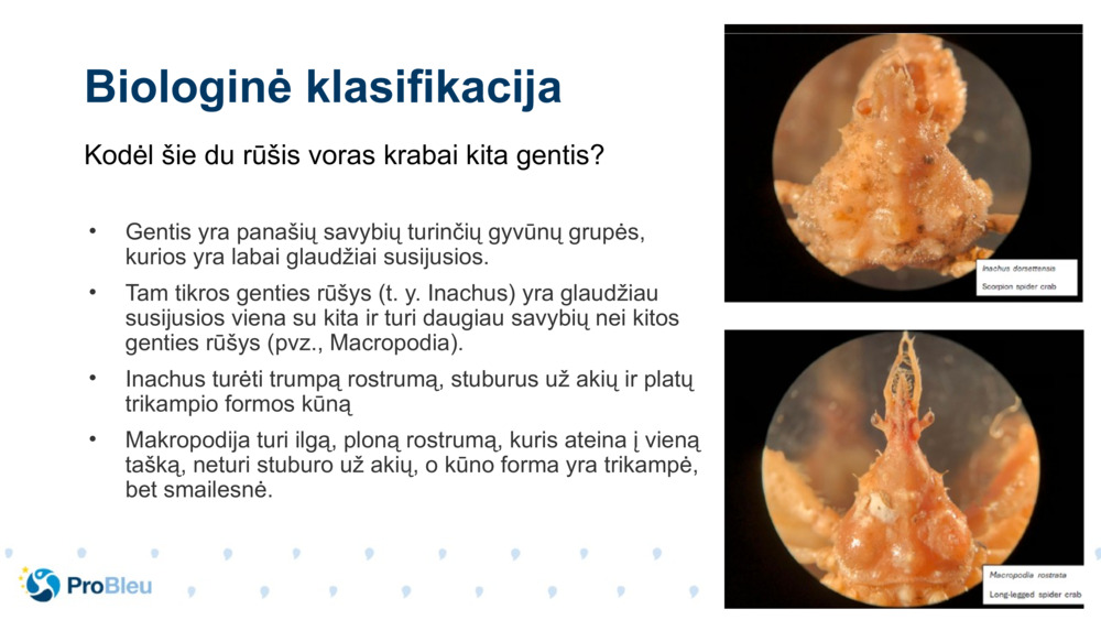 Biologinė klasifikacija 