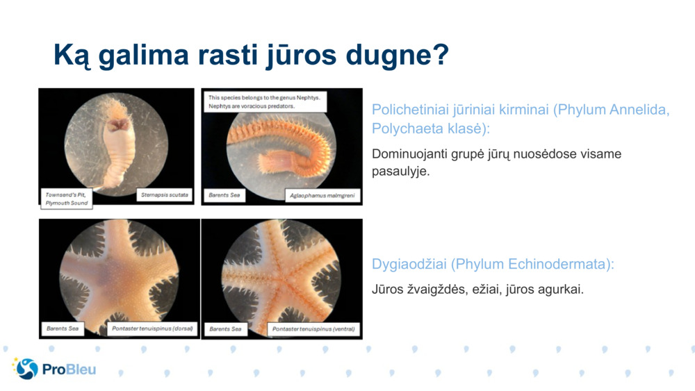 Polichetiniai jūriniai kirminai (Phylum Annelida, Polychaeta klasė):