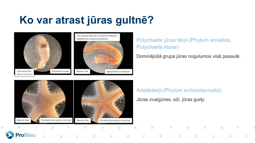 Polychaete jūras tārpi (Phylum annelida, Polychaeta klase):