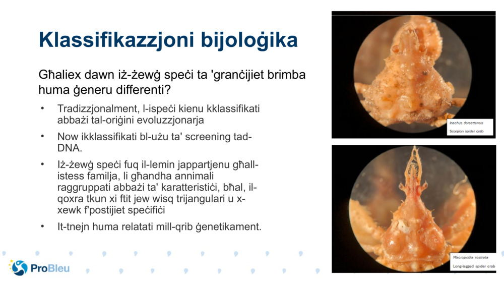 Klassifikazzjoni bijoloġika 