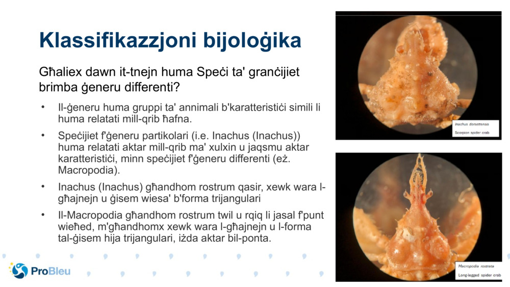 Klassifikazzjoni bijoloġika 