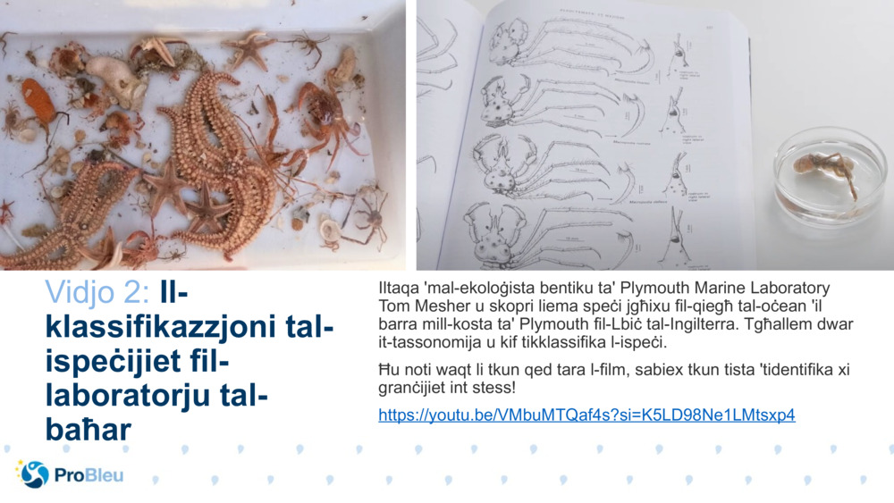 Vidjo 2: 