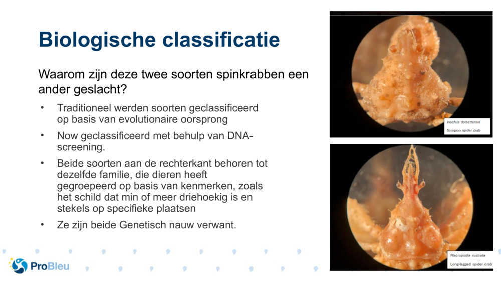 Biologische classificatie 