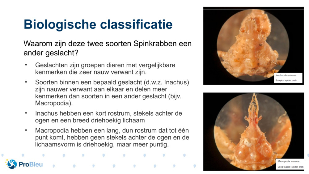 Biologische classificatie 