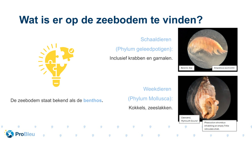 Weekdieren 