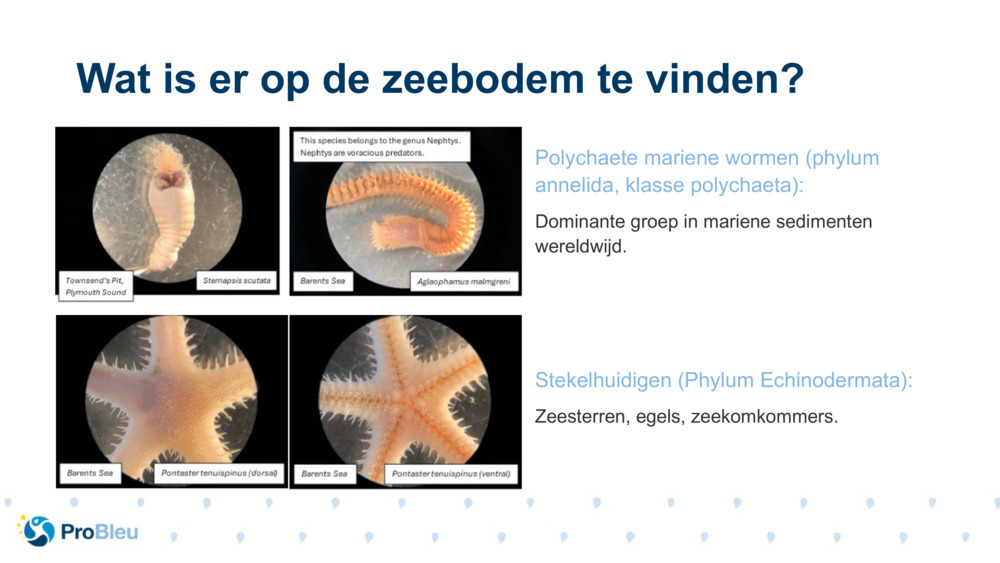 Polychaete mariene wormen (phylum annelida, klasse polychaeta):
