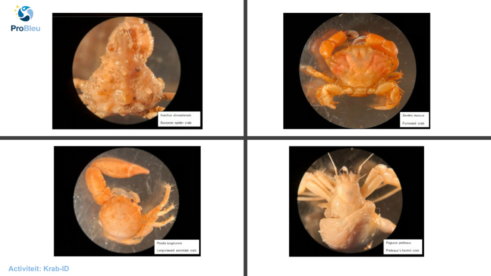Activiteit: Krab-ID
