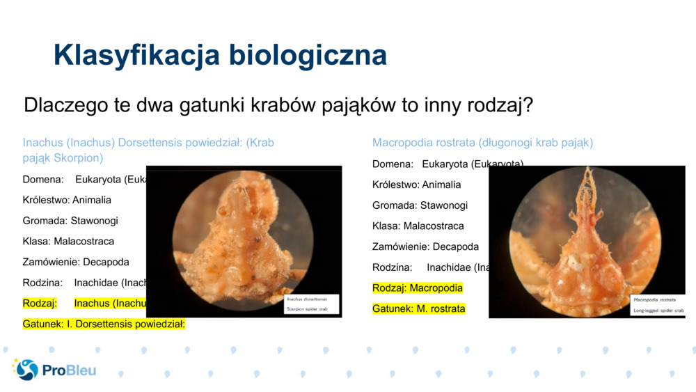 Inachus (Inachus)