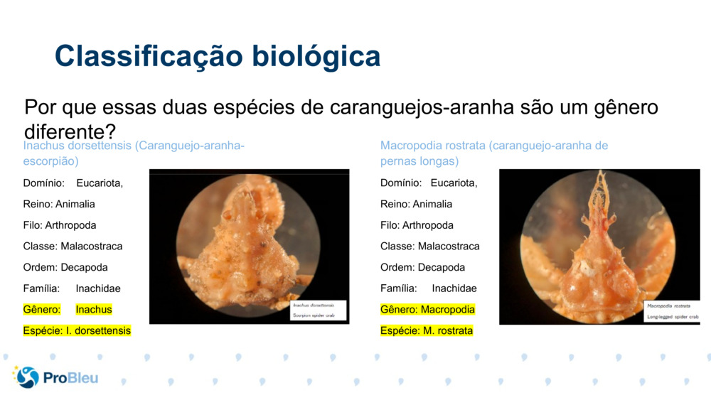 Inachus