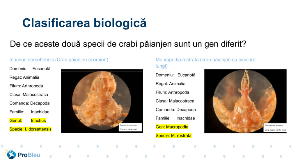 Inachus