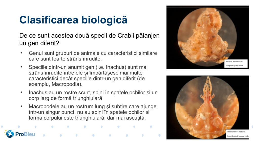 Clasificarea biologică 