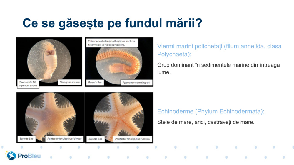 Viermi marini polichetați (filum annelida, clasa Polychaeta):