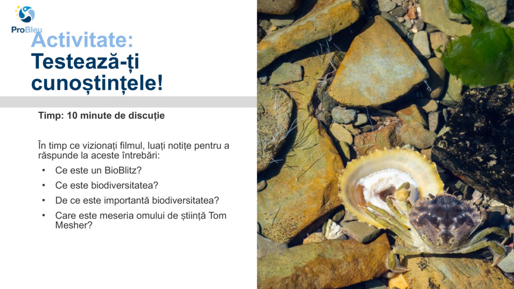 Activitate: 