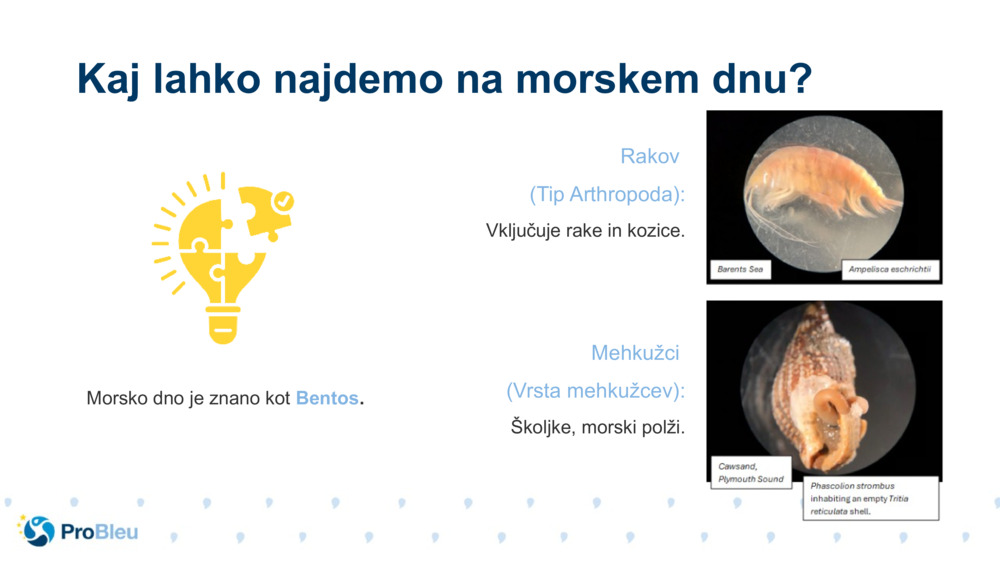 Mehkužci 