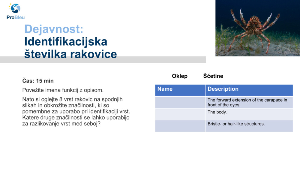 Dejavnost: 