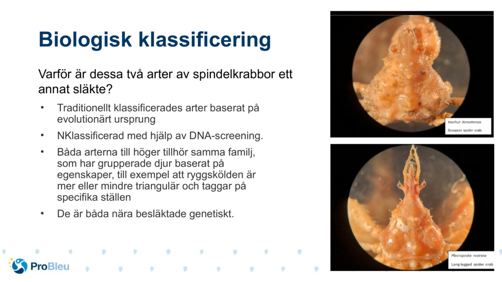 Biologisk klassificering 
