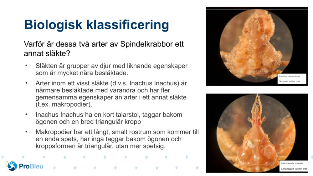 Biologisk klassificering 