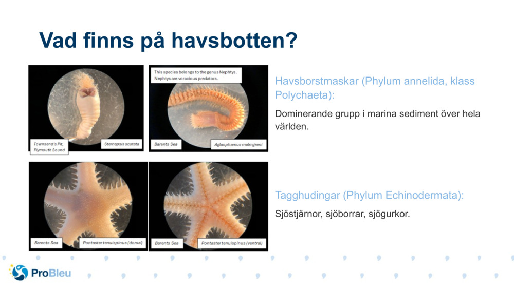 Havsborstmaskar (Phylum annelida, klass Polychaeta):