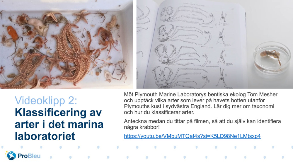 Videoklipp 2: 