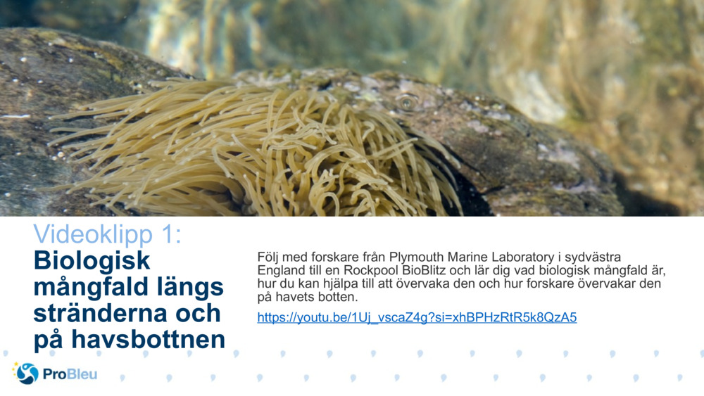 Videoklipp 1: 