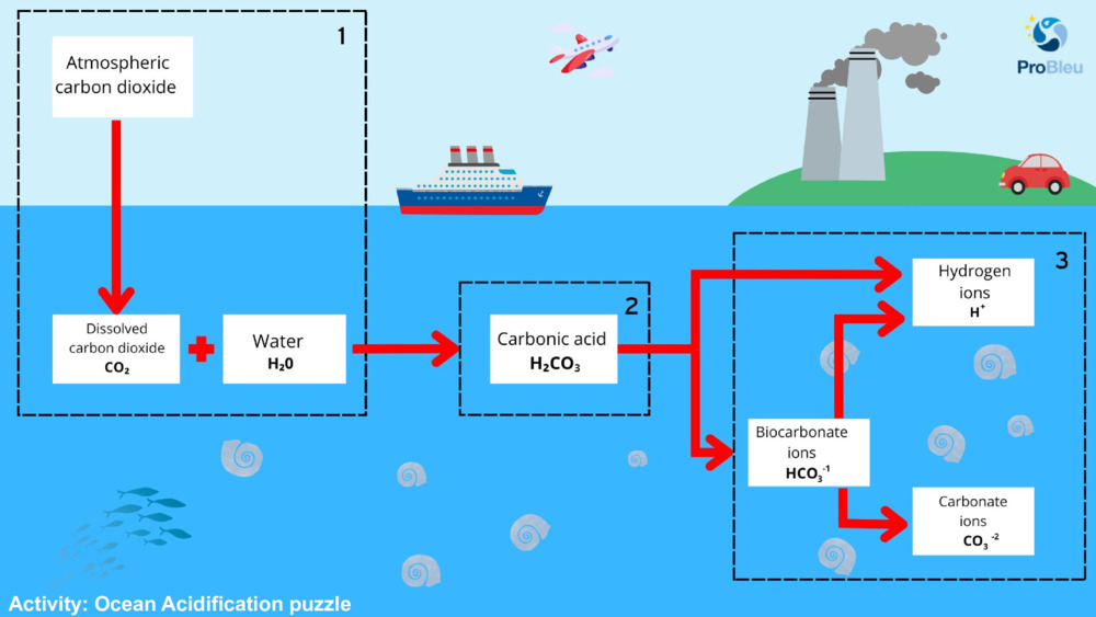Activity: Ocean Acidification puzzle