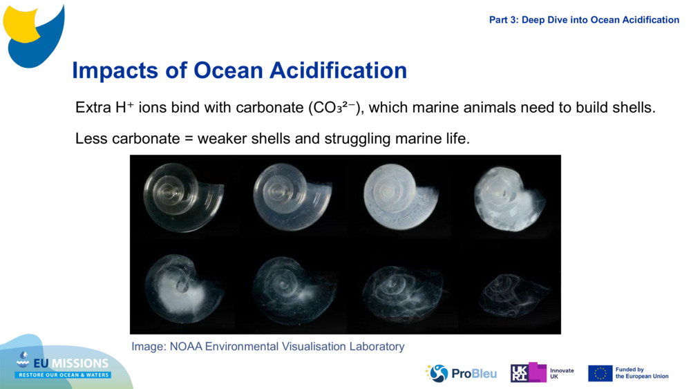 Impacts of Ocean Acidification