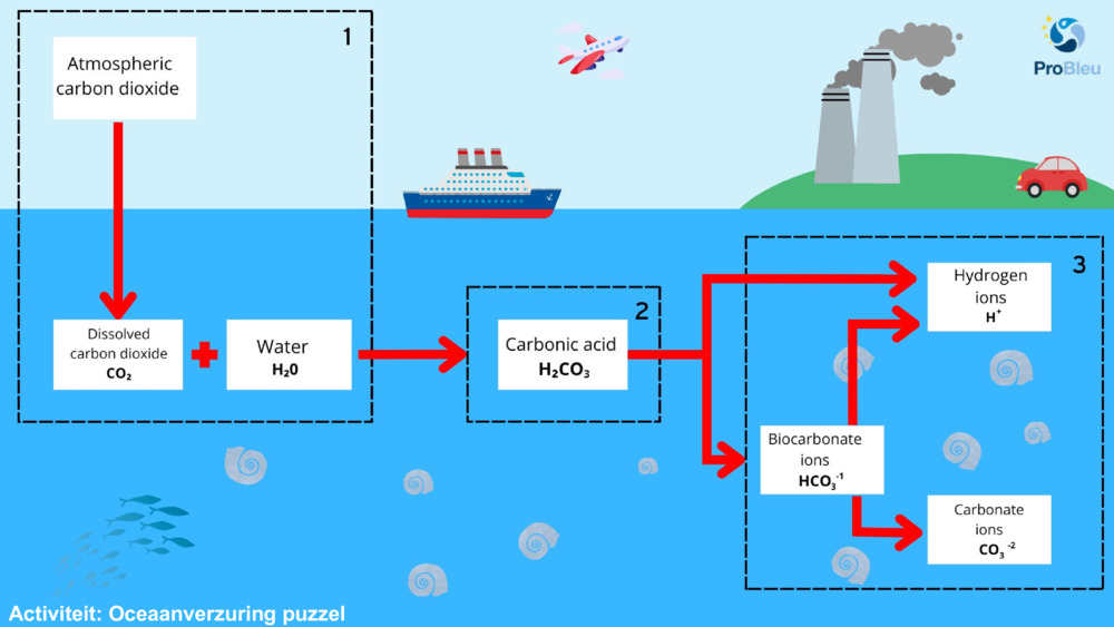 Activity: Ocean Acidification puzzle