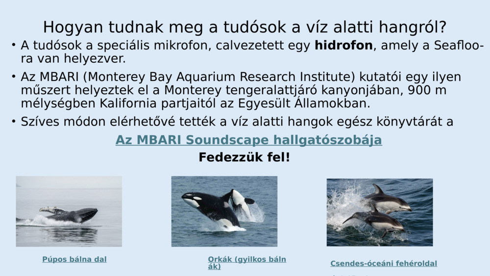 A halaknak nincs fülük, mint nekünk, de speciális szerveik vannak, amelyeket 