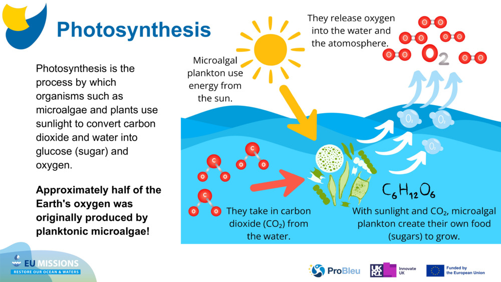 Photosynthesis is the process by which organisms such as microalgae and plants use sunlight to convert carbon dioxide and water into glucose (sugar) and oxygen. 