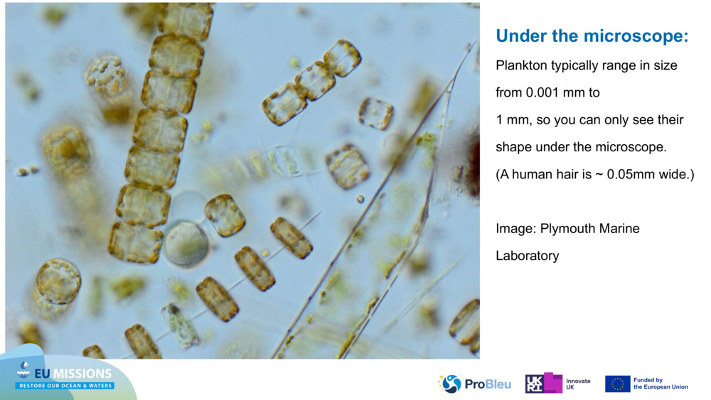 Under the microscope: 