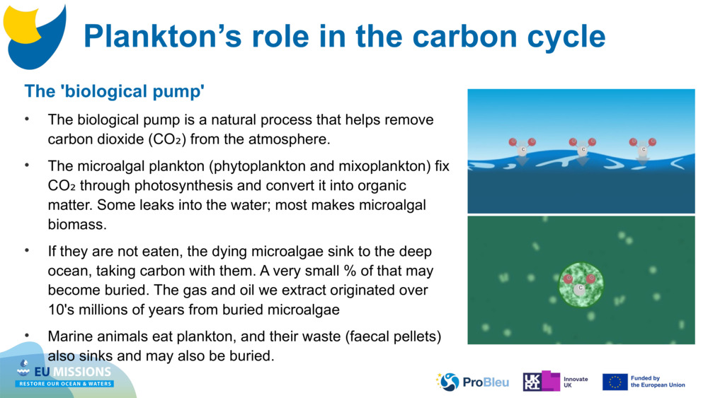 The 'biological pump'