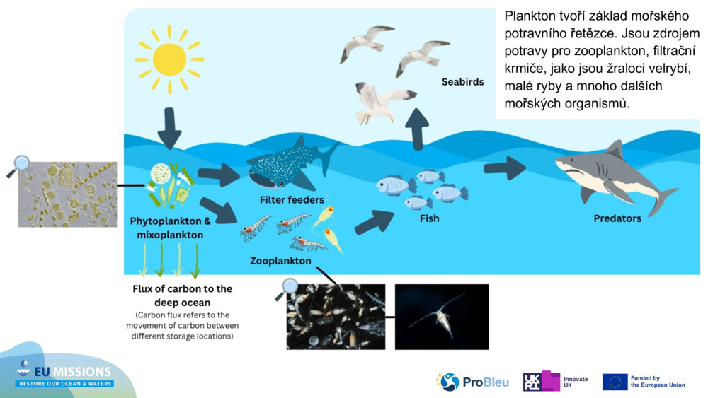 Plankton tvoří základ mořského potravního řetězce. Jsou zdrojem potravy pro zooplankton, filtrační krmiče, jako jsou žraloci velrybí, malé ryby a mnoho dalších mořských organismů.