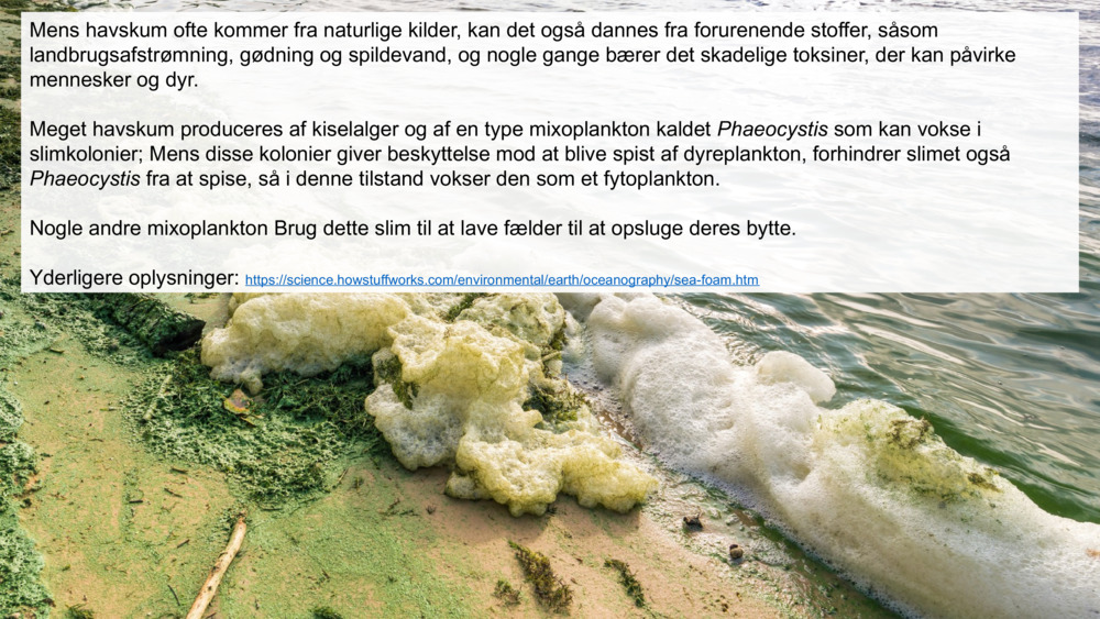Mens havskum ofte kommer fra naturlige kilder, kan det også dannes fra forurenende stoffer, såsom landbrugsafstrømning, gødning og spildevand, og nogle gange bærer det skadelige toksiner, der kan påvirke mennesker og dyr.