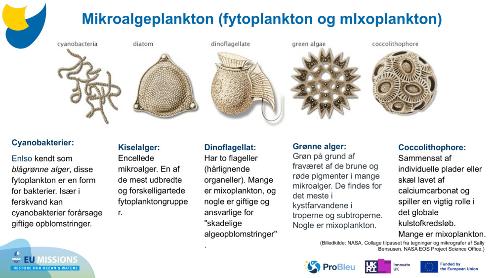 Cyanobakterier: 